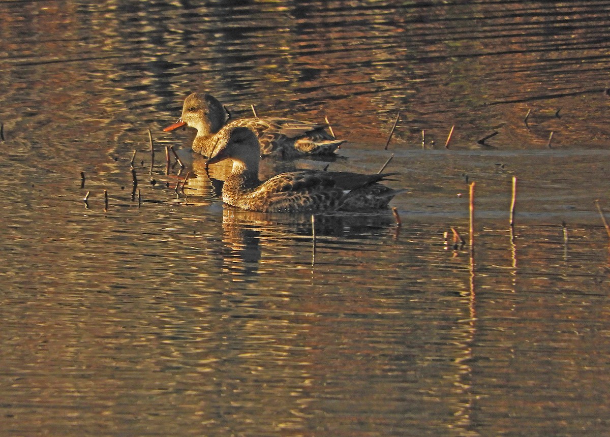 Schnatterente - ML645612497