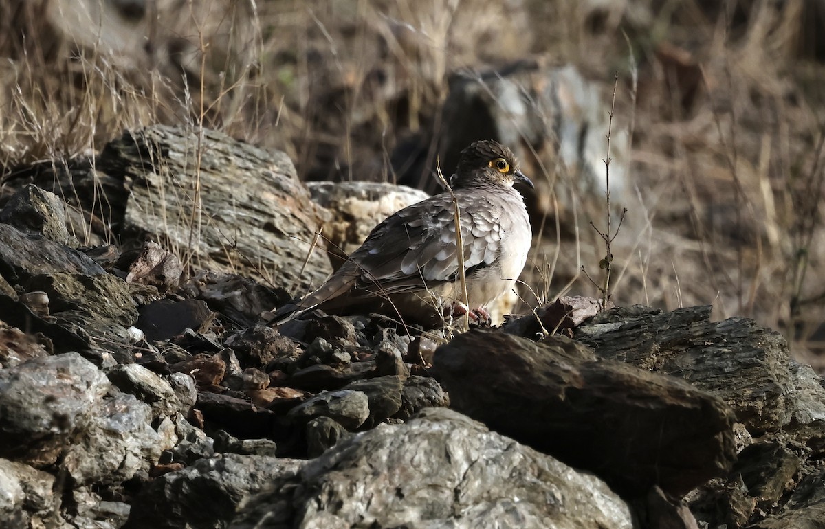 Nacktgesichttäubchen - ML645612498