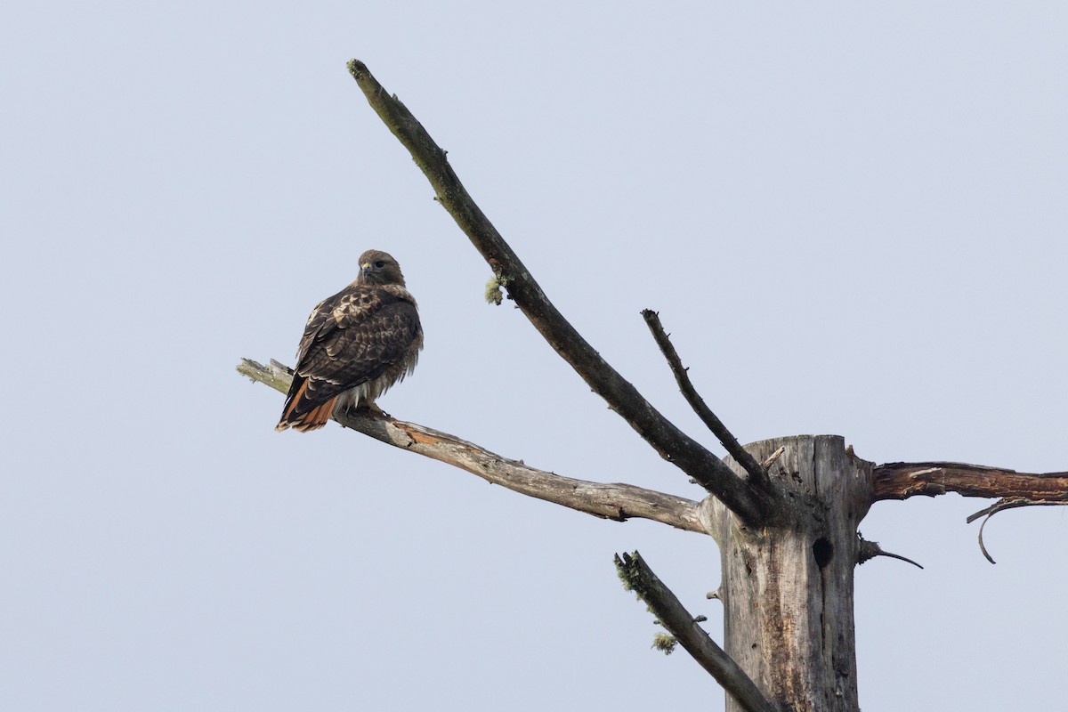 Red-tailed Hawk - ML645612505