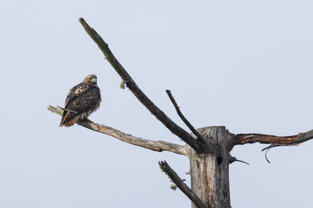 Red-tailed Hawk - ML645612507