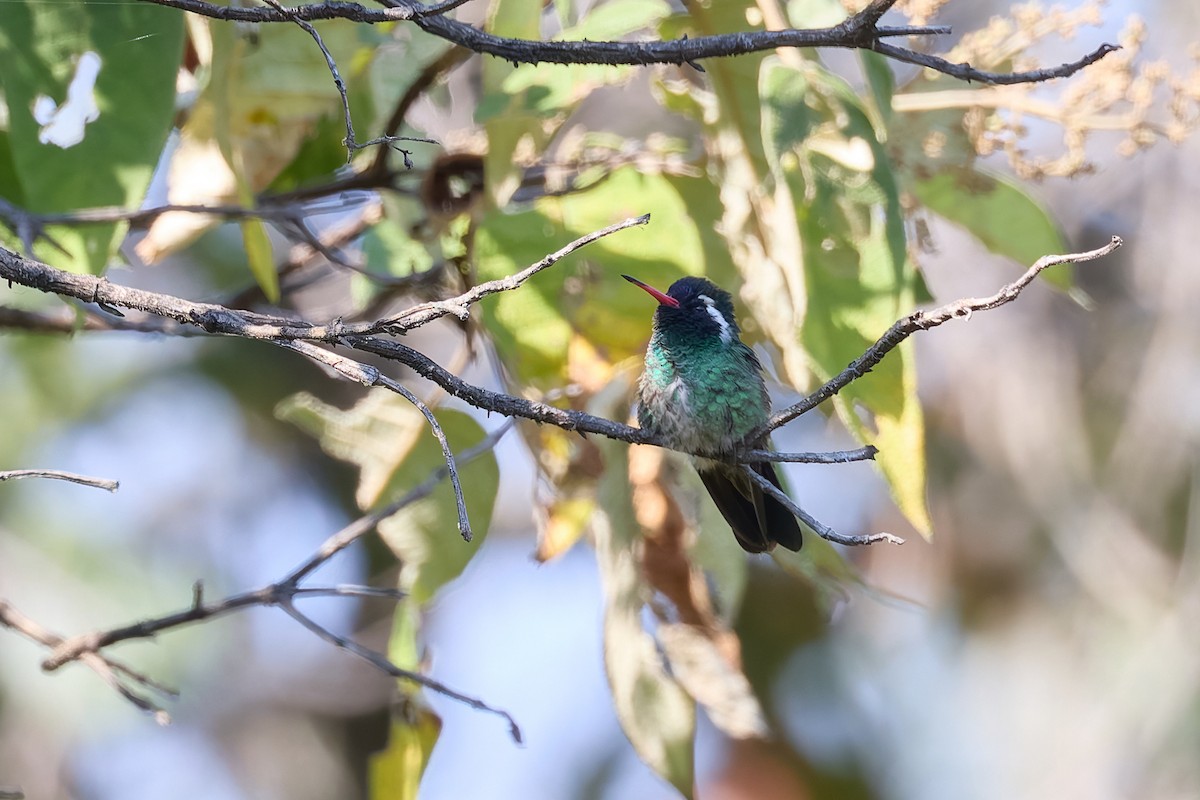 White-eared Hummingbird - ML645612508