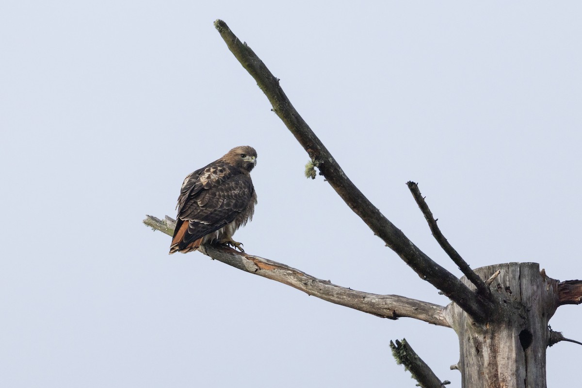Red-tailed Hawk - ML645612509