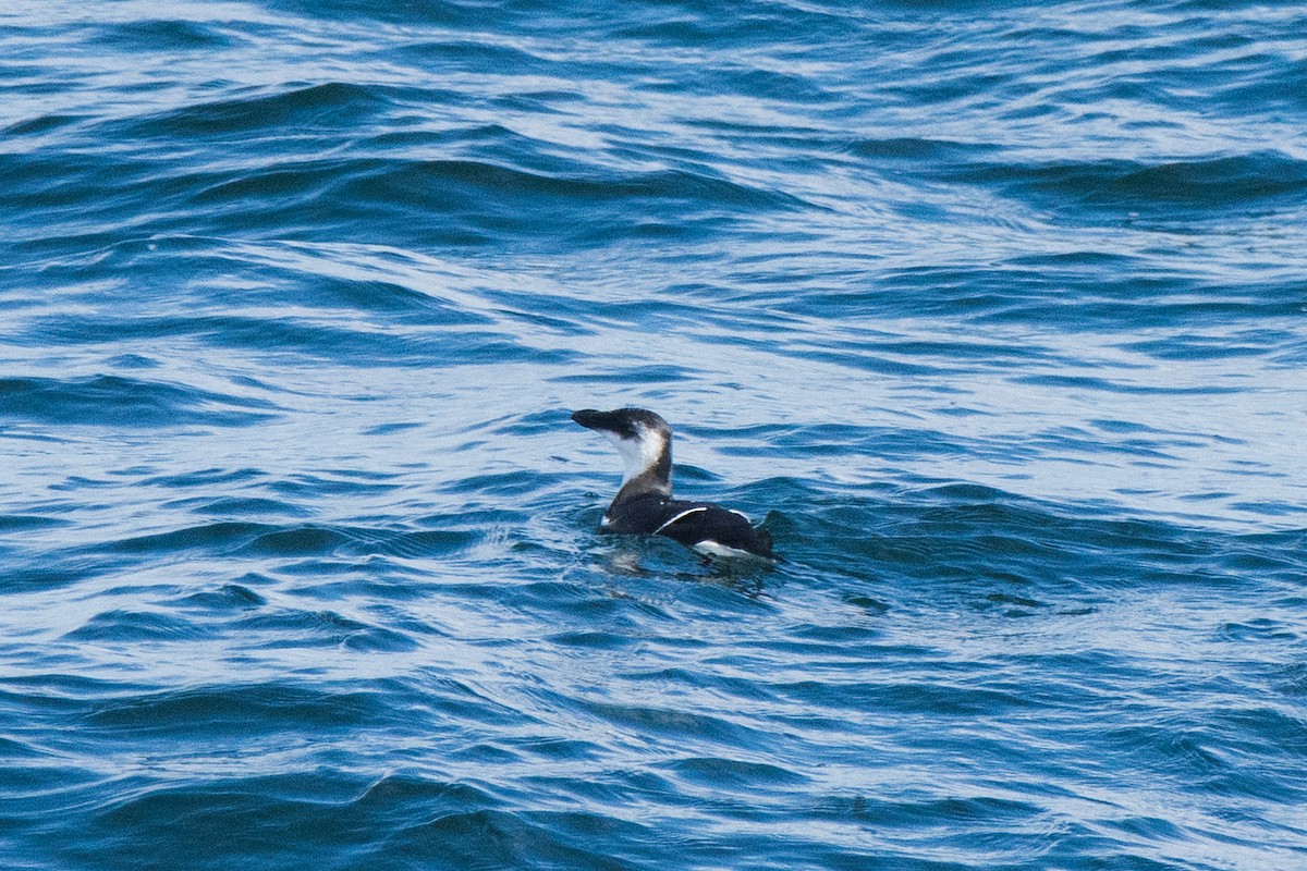 Razorbill - ML645612510