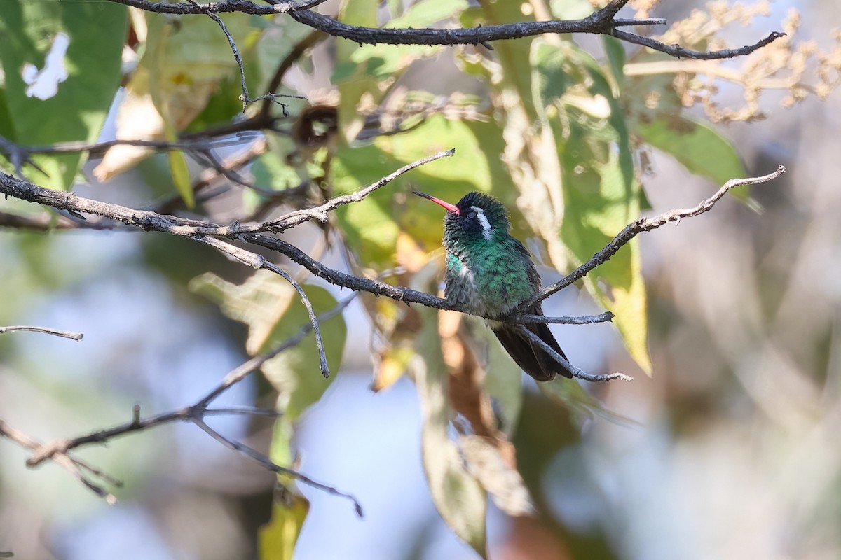 White-eared Hummingbird - ML645612511