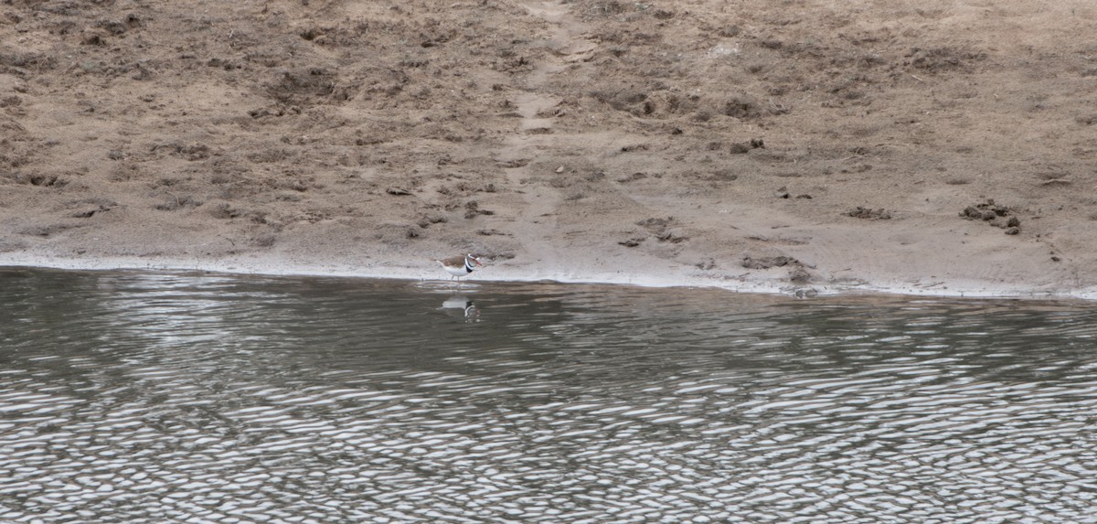 Dreiband-Regenpfeifer - ML645612513