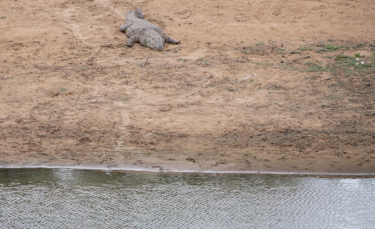 Dreiband-Regenpfeifer - ML645612514