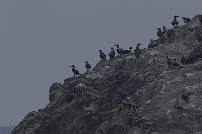 Blue-footed Booby - ML645612515