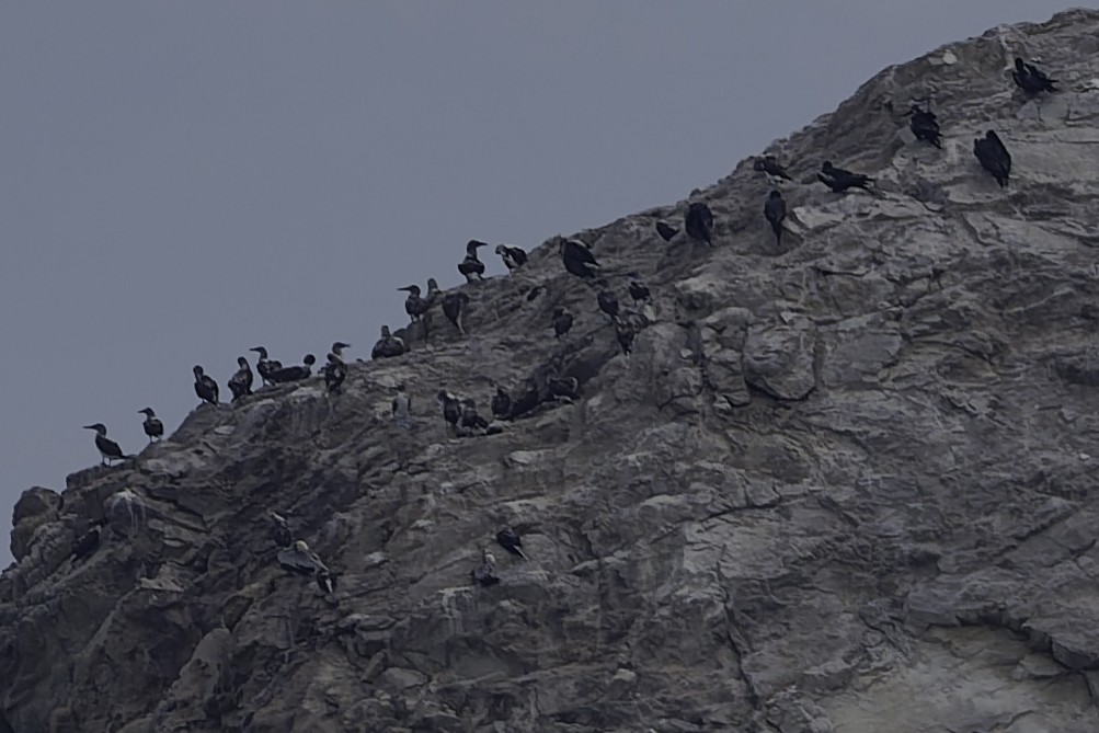 Blue-footed Booby - ML645612516