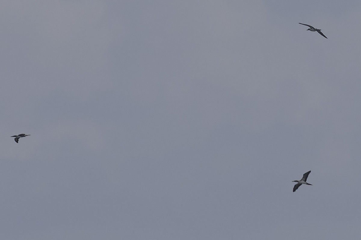 Blue-footed Booby - ML645612517