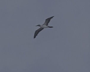 Blue-footed Booby - ML645612518