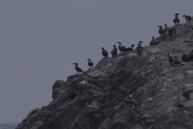 Blue-footed Booby - ML645612519