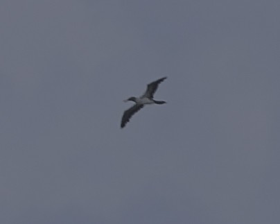 Blue-footed Booby - ML645612521