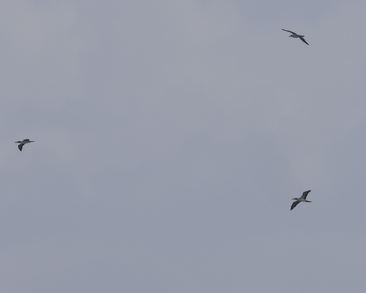 Blue-footed Booby - ML645612522