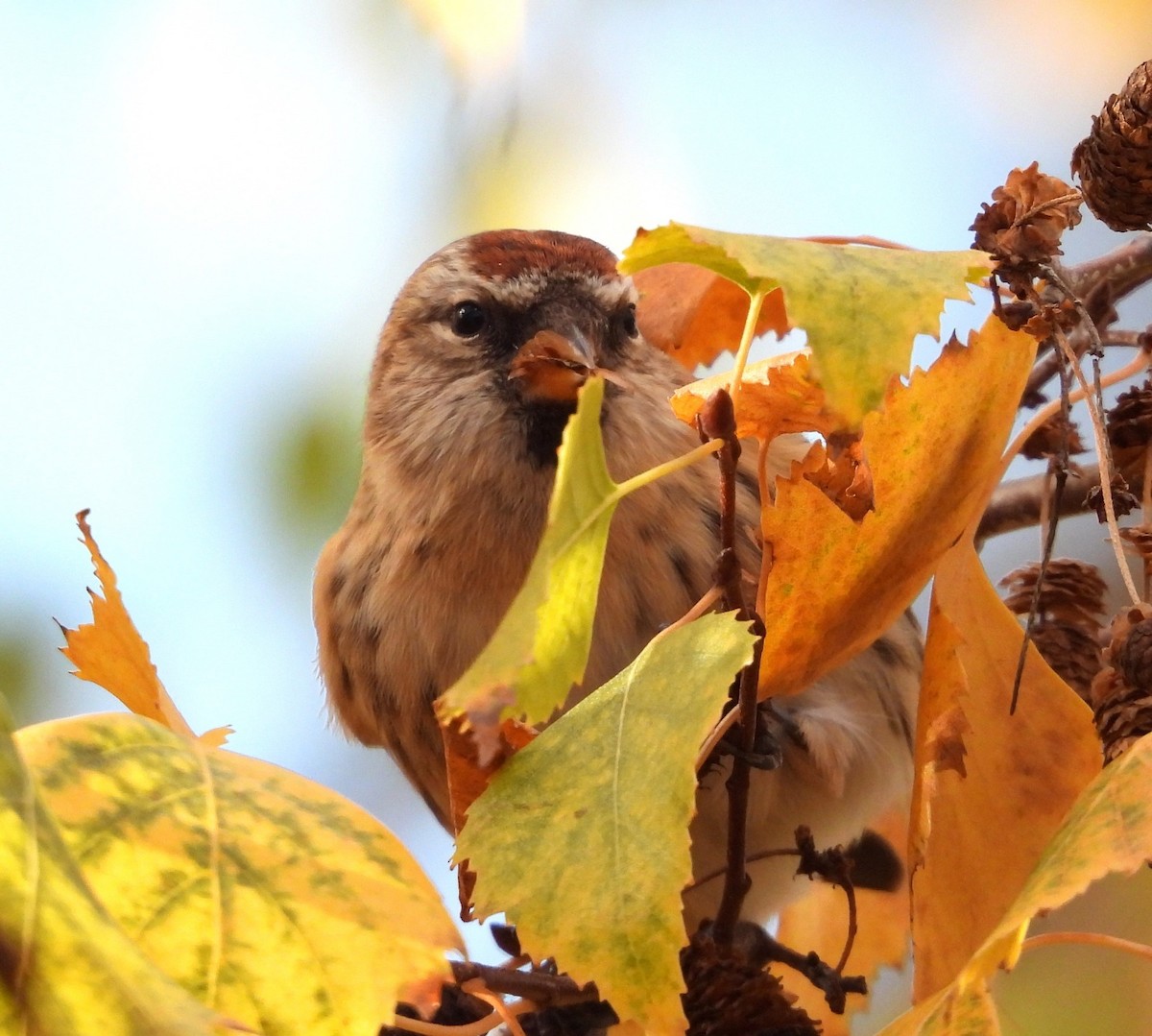 Pardillo Sizerín (alpino) - ML645612525