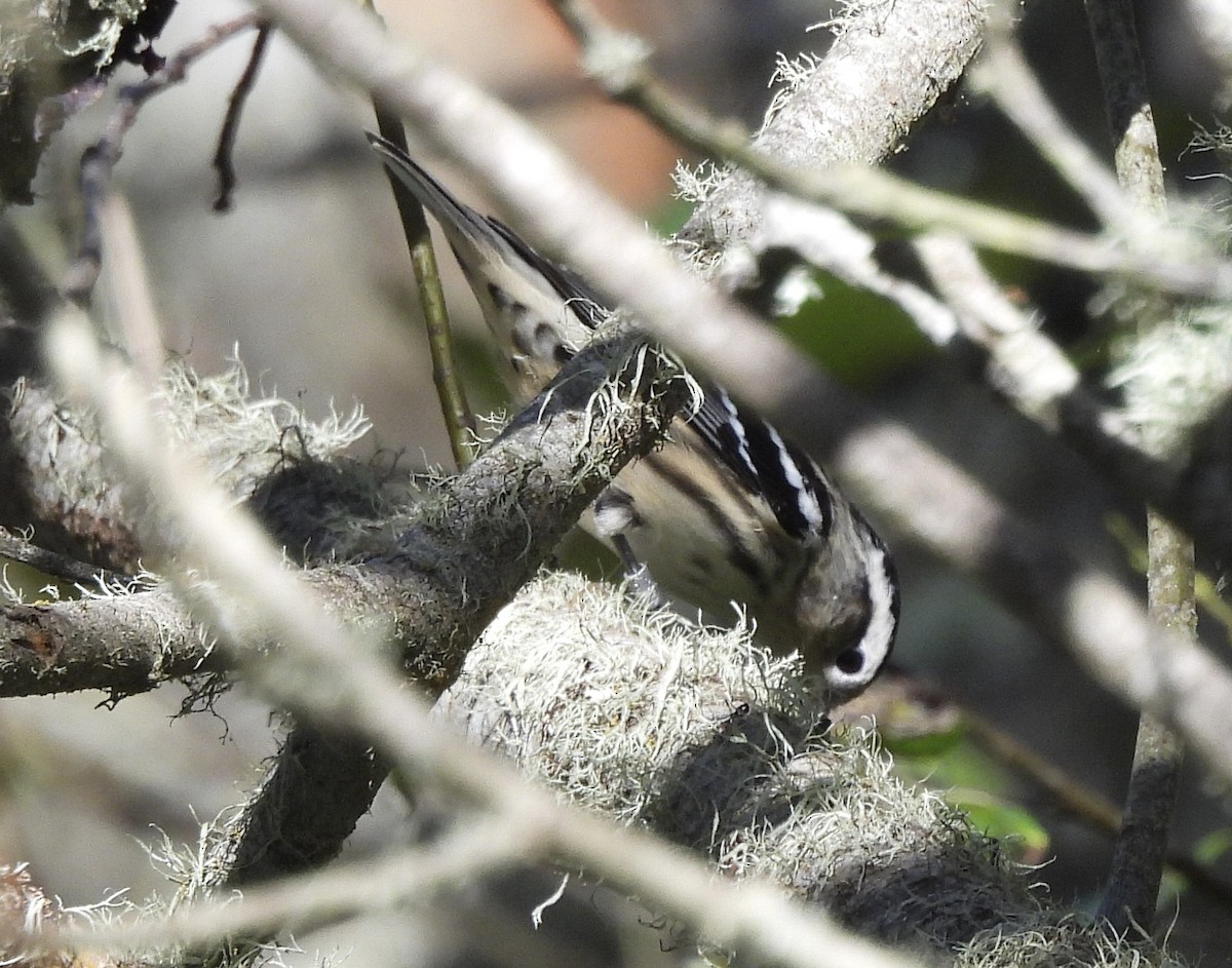 Black-and-white Warbler - ML645612528