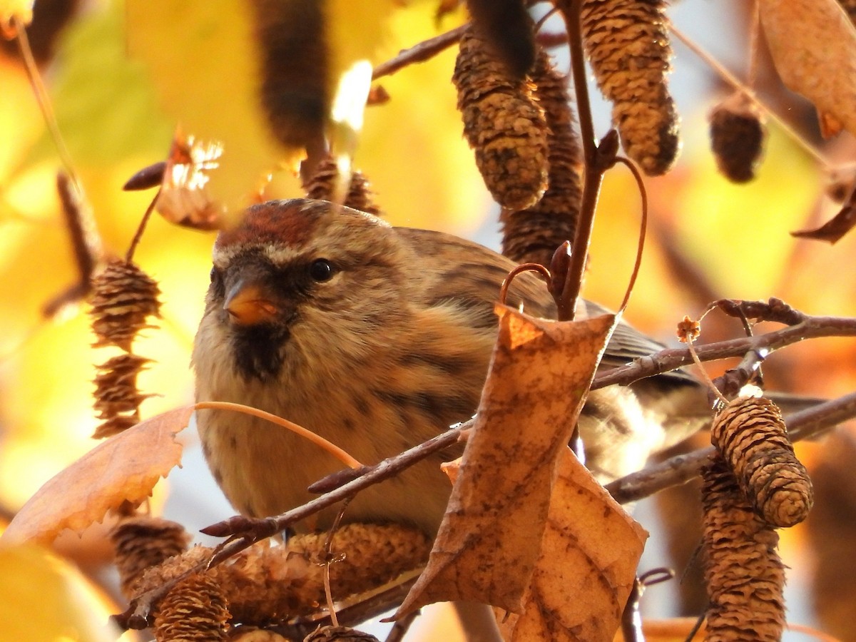 Pardillo Sizerín (alpino) - ML645612530