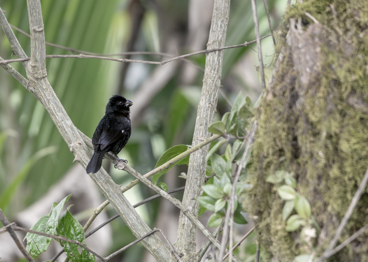 Variable Seedeater - ML645612533