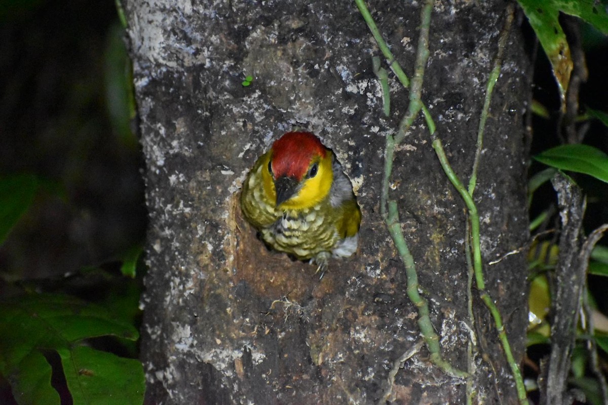 Дятел-смугань жовтогорлий - ML645612537