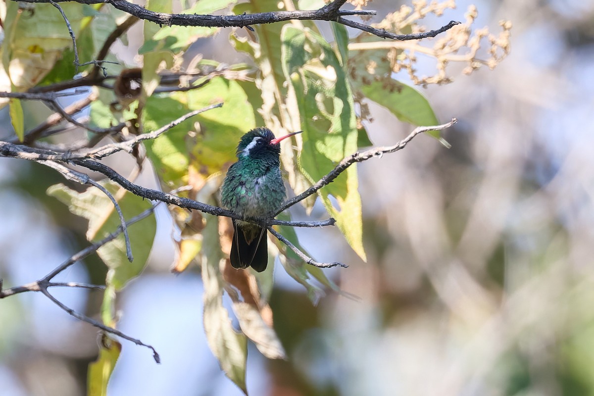 White-eared Hummingbird - ML645612540
