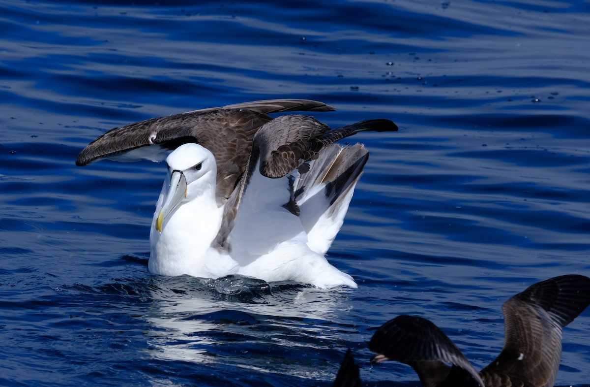 White-capped Albatross - ML645612541