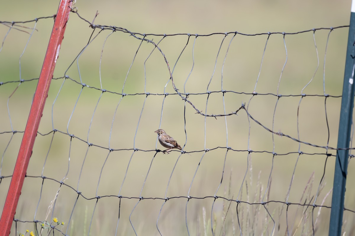 Vesper Sparrow - ML645612544