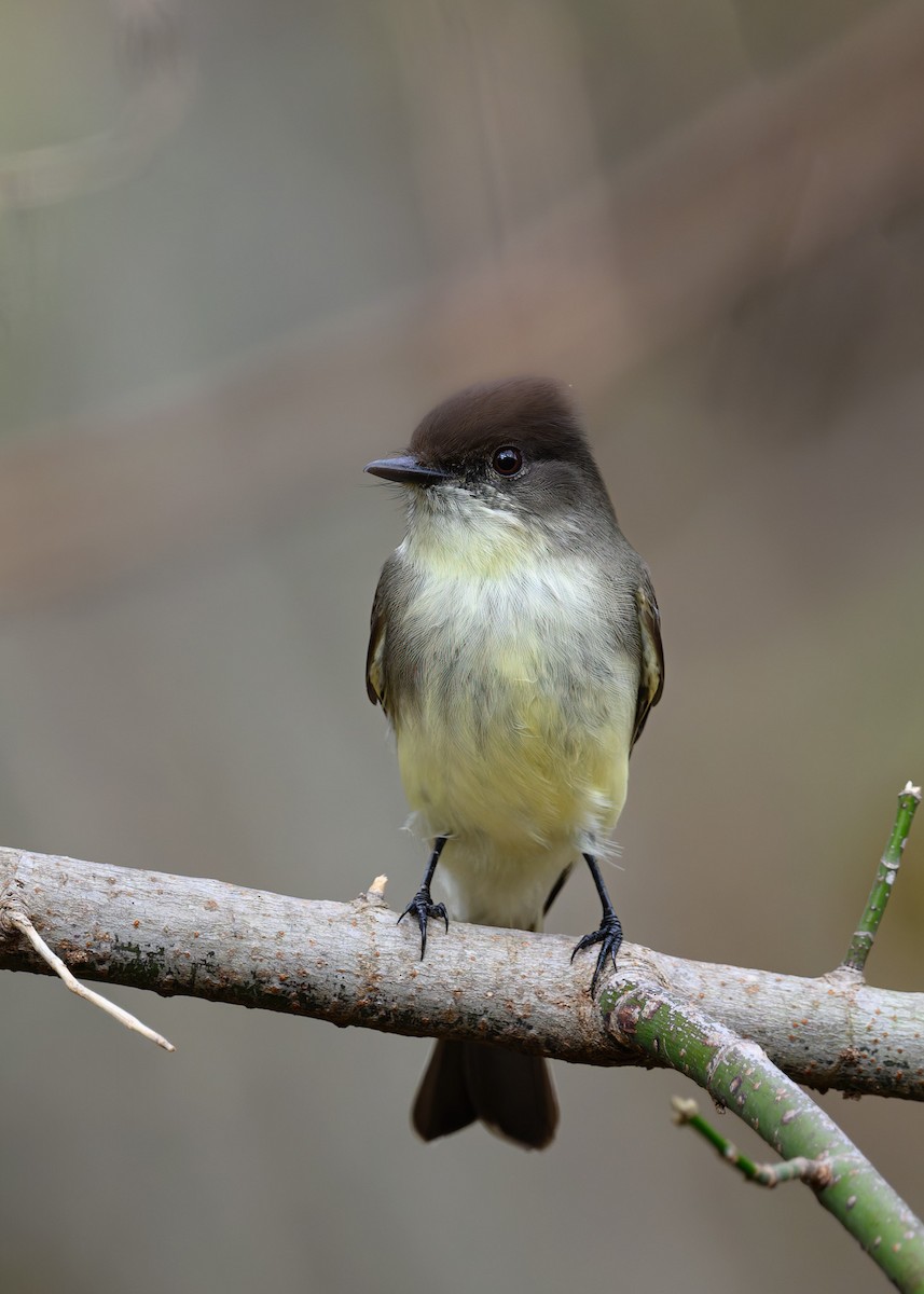 Eastern Phoebe - ML645612547