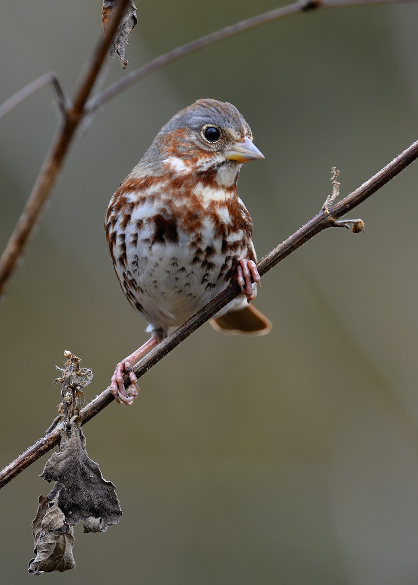 Fox Sparrow - ML645612558