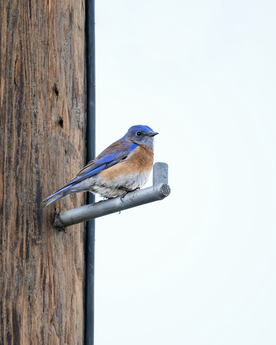 salašník západní - ML645612573