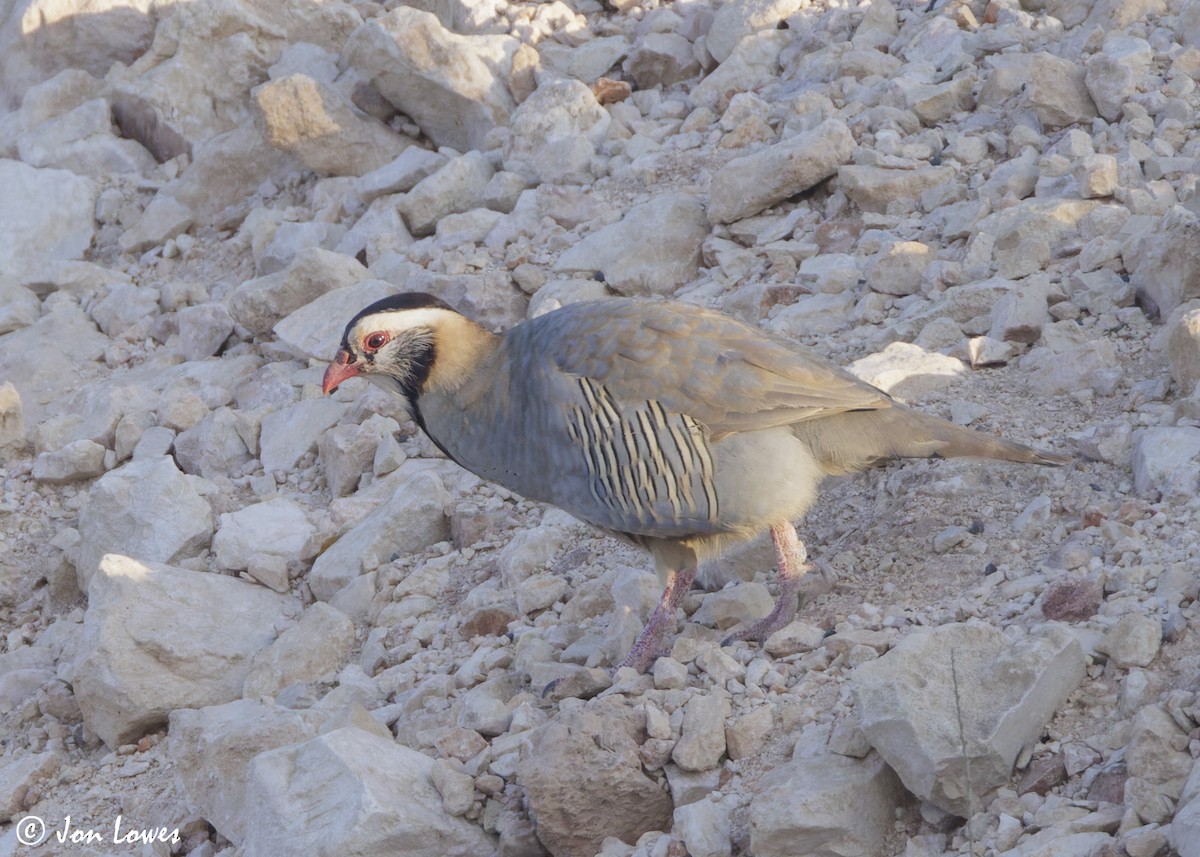 アラビアイワシャコ - ML645612577