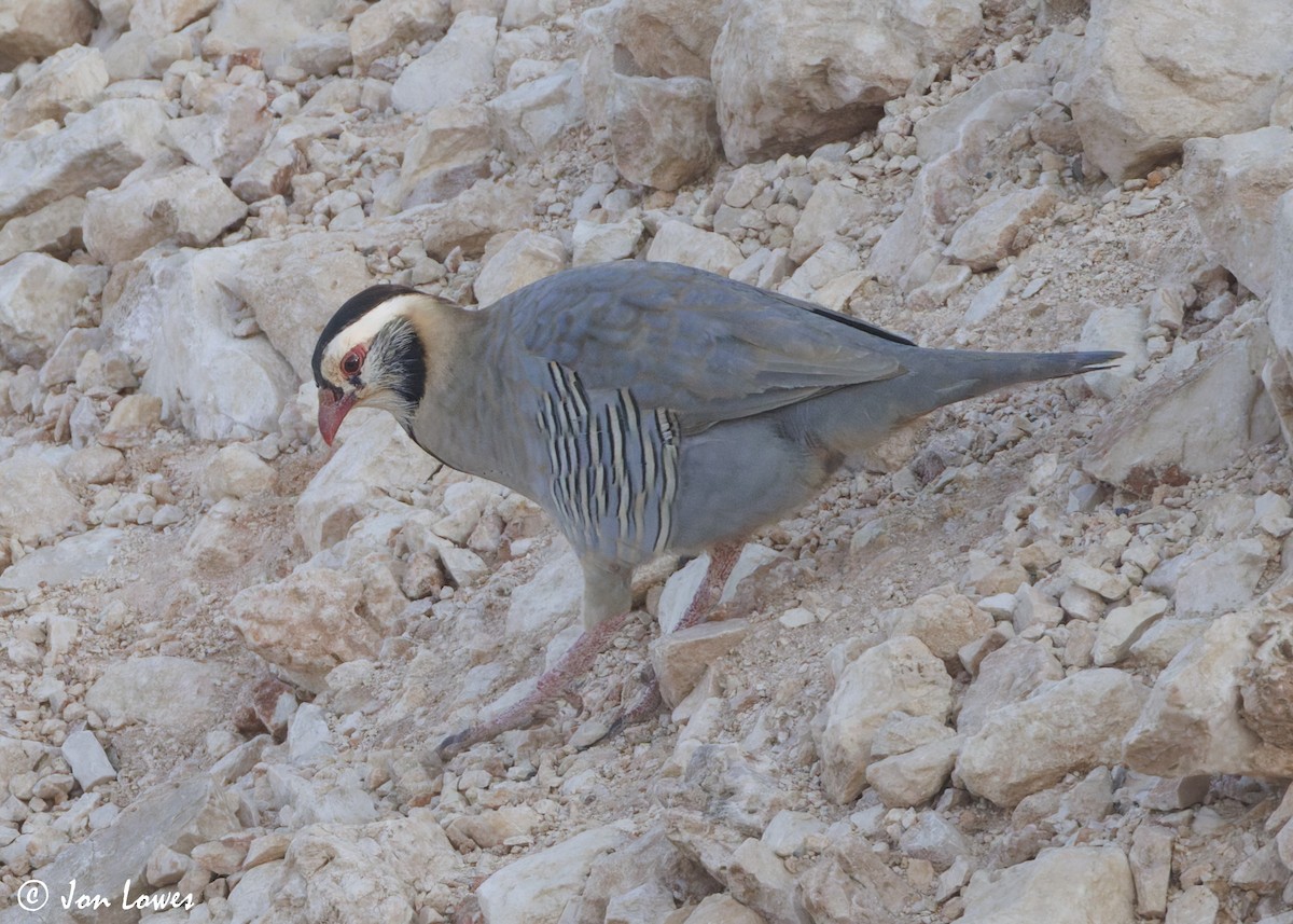 アラビアイワシャコ - ML645612578