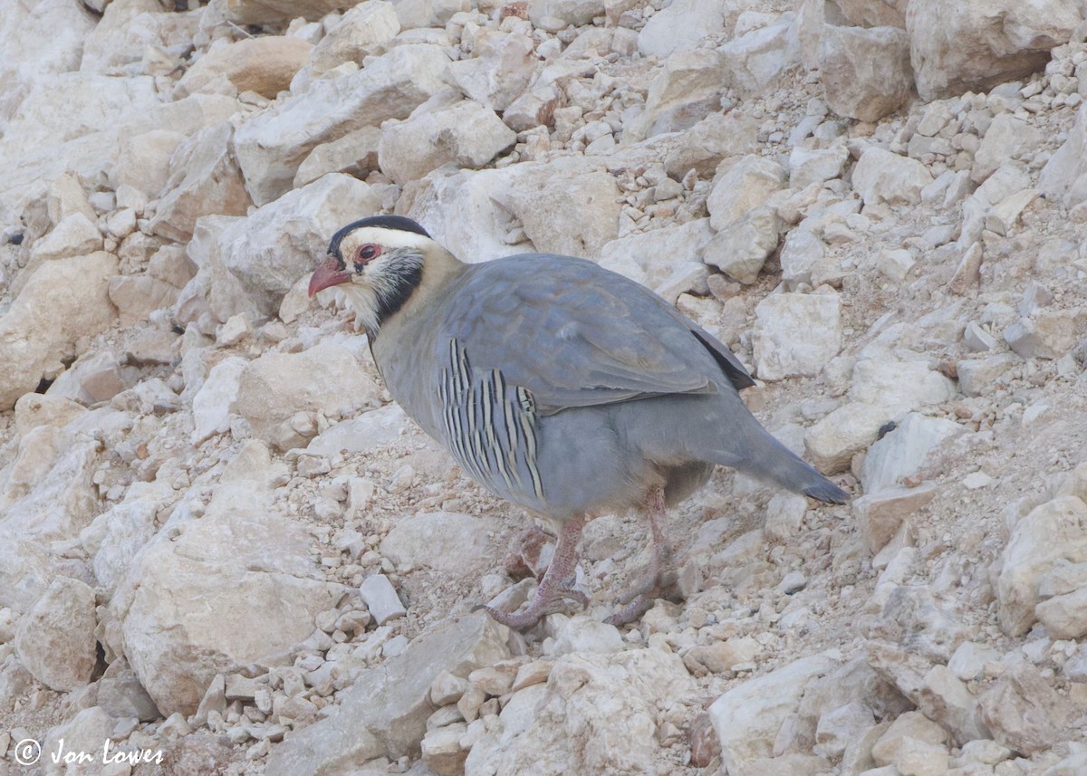 アラビアイワシャコ - ML645612579