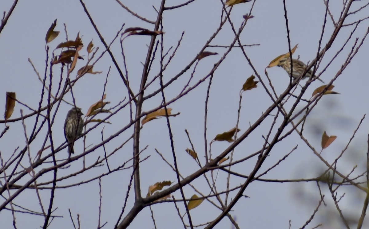 Purple Finch - ML645612582