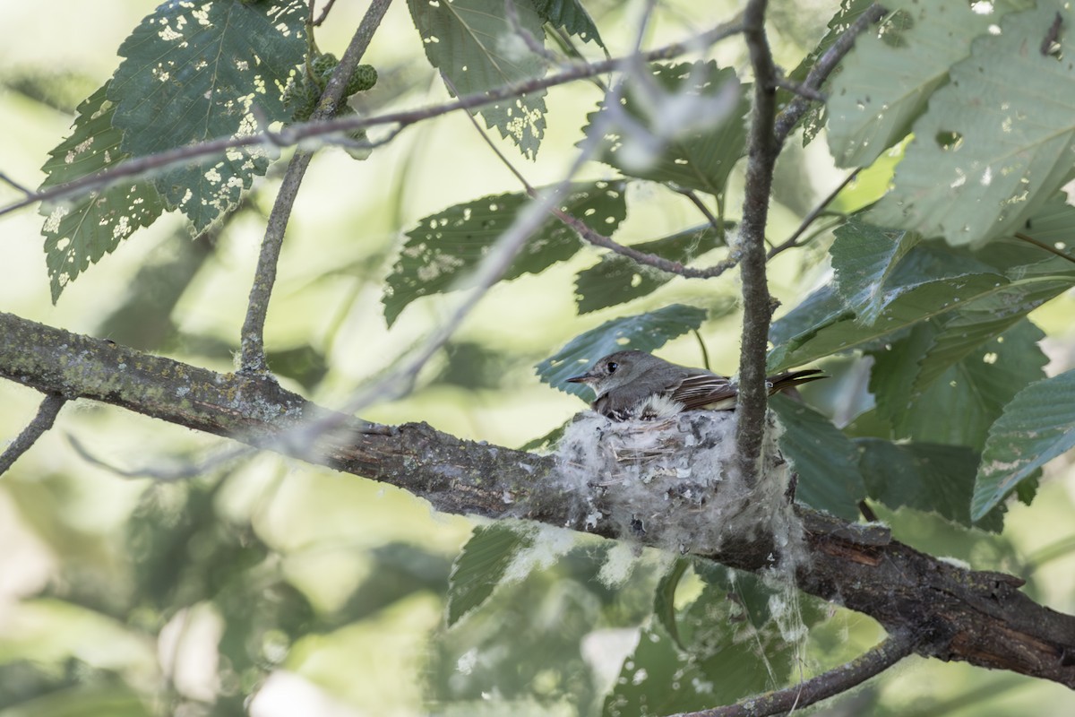 Western Wood-Pewee - ML645612584