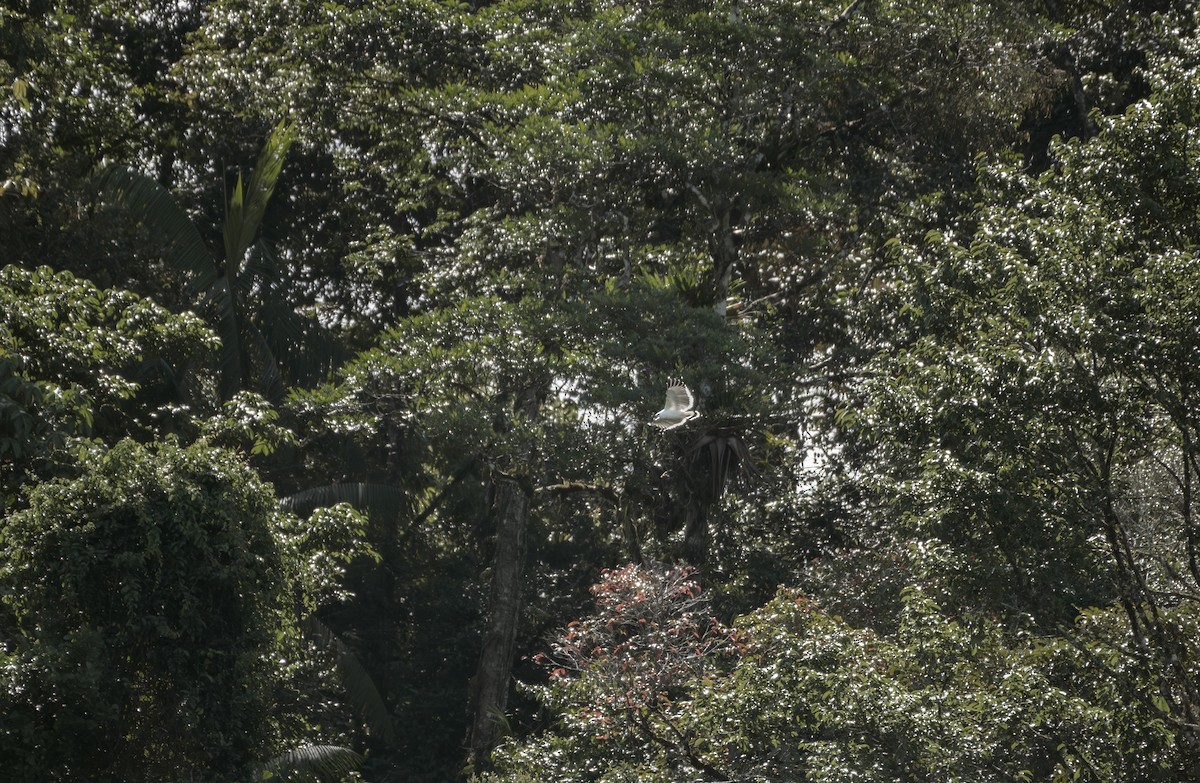 káně pralesní - ML645612587