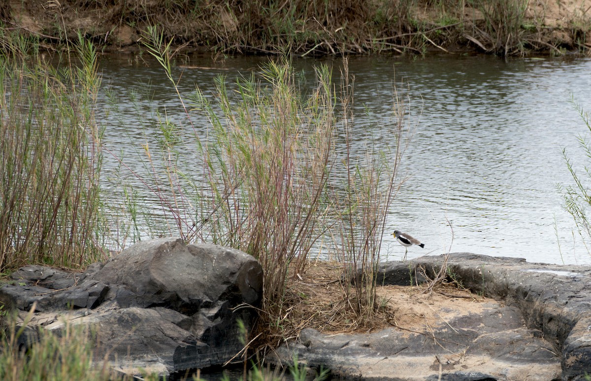 čejka laločnatá - ML645612597