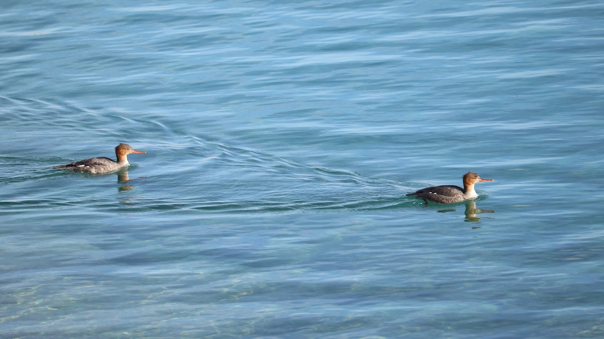 Red-breasted Merganser - ML645612599