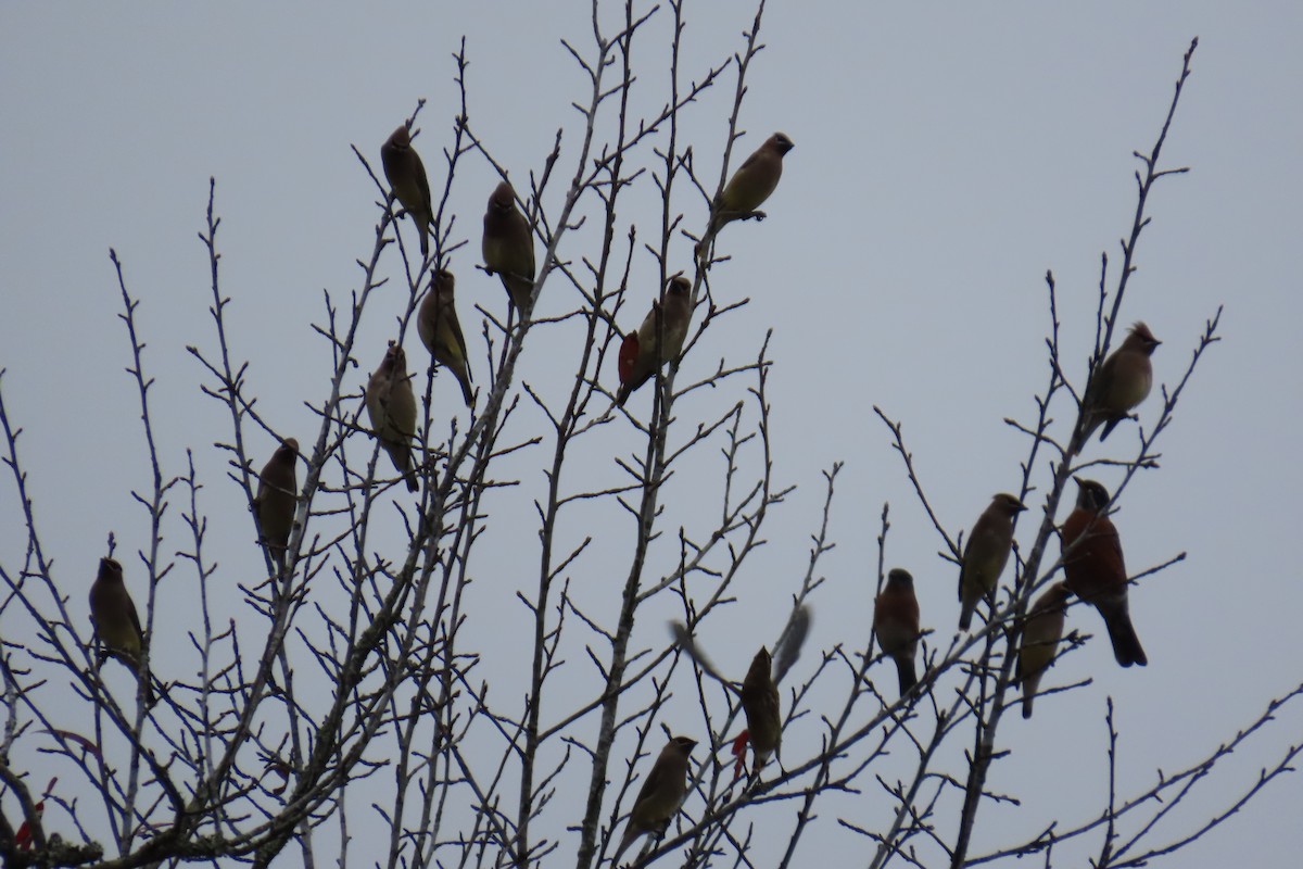 Cedar Waxwing - ML645612603