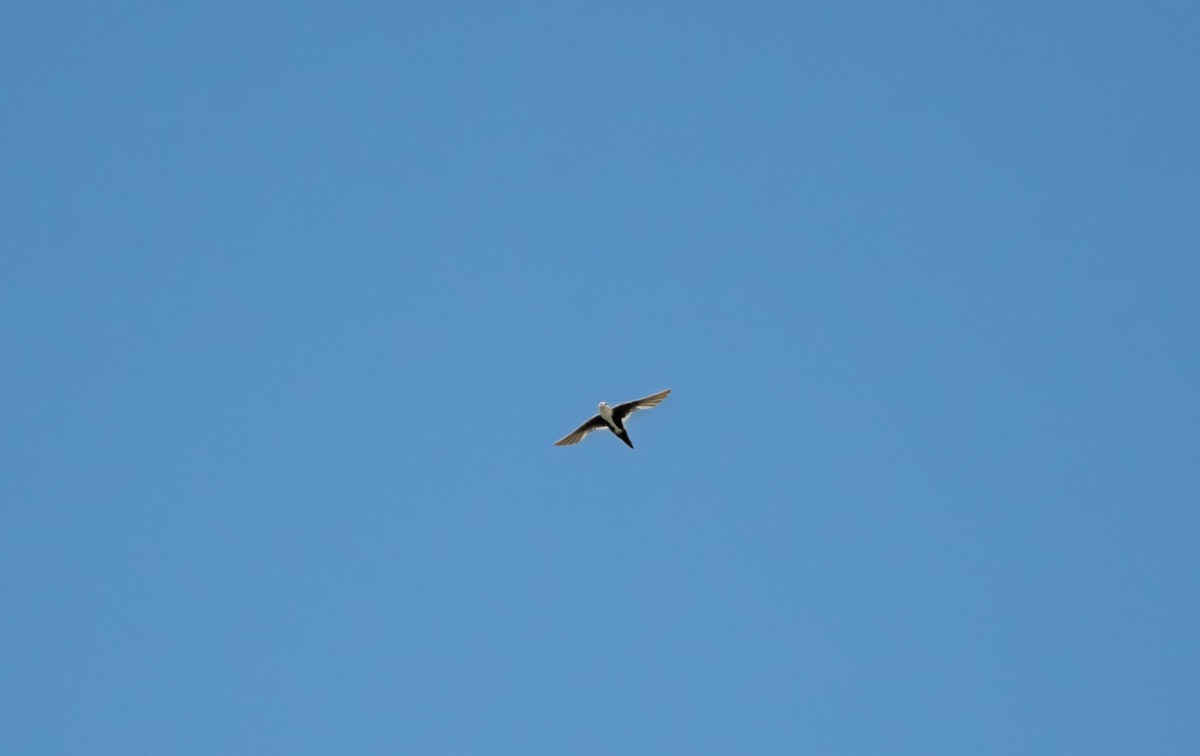 White-throated Swift - ML645612604