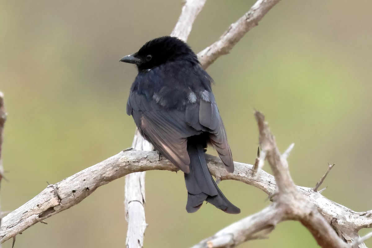 Fork-tailed Drongo - ML645612606