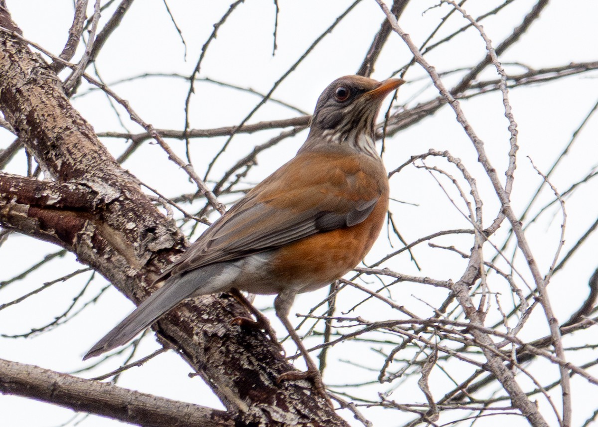 Rufous-backed Robin - ML645612607