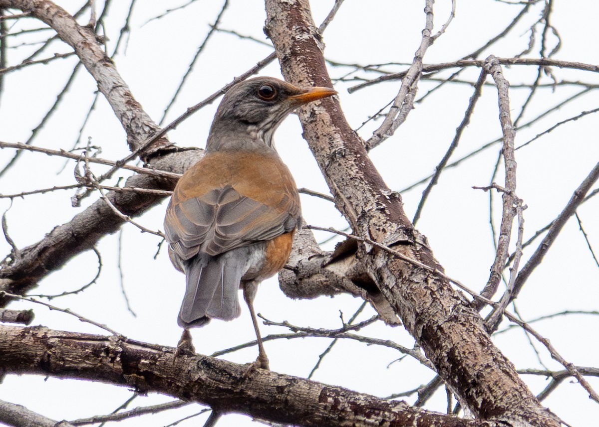 Rufous-backed Robin - ML645612608