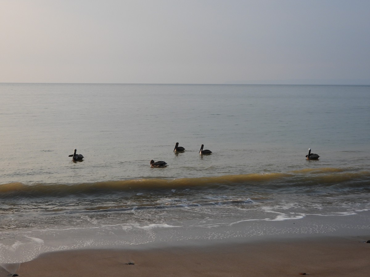 Brown Pelican - ML645612609