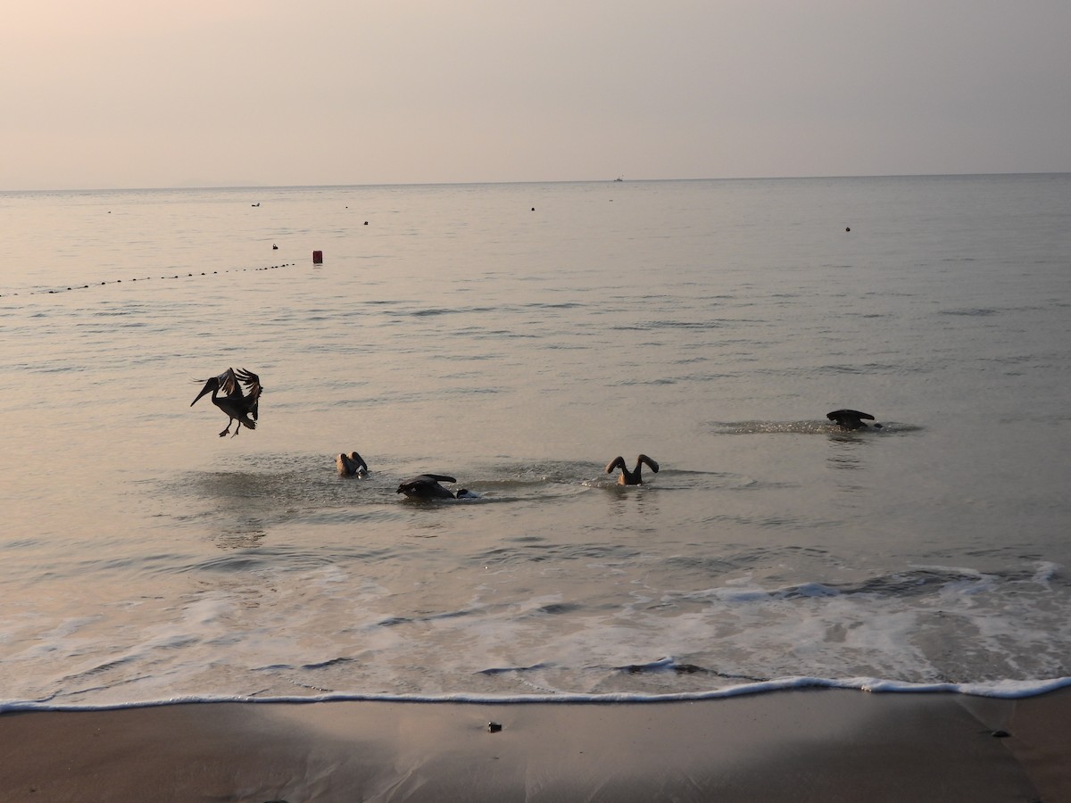 Brown Pelican - ML645612610