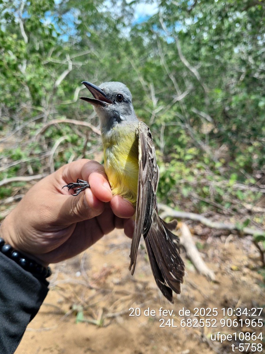 White-throated/Tropical Kingbird - ML645612612