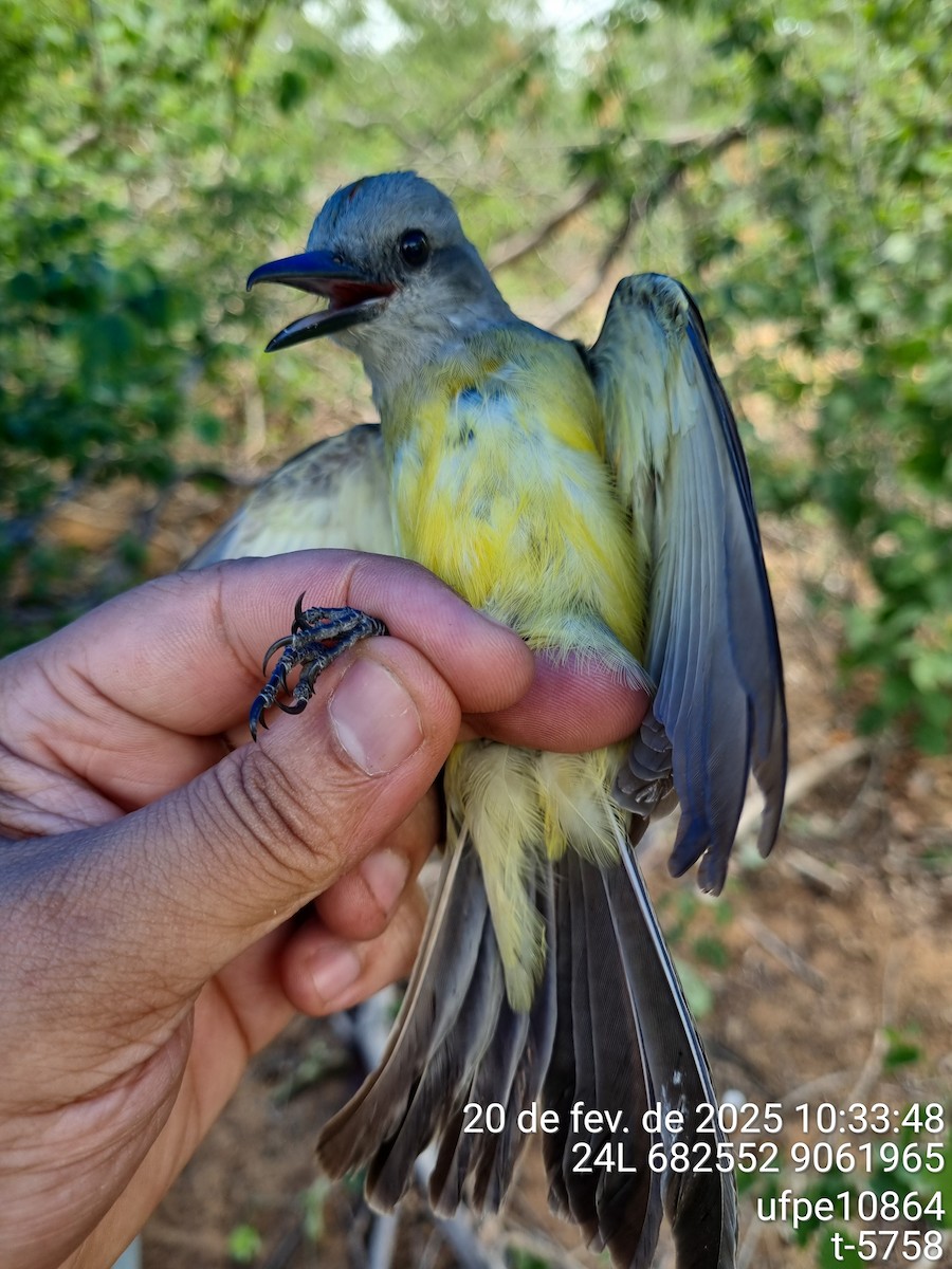 White-throated/Tropical Kingbird - ML645612613
