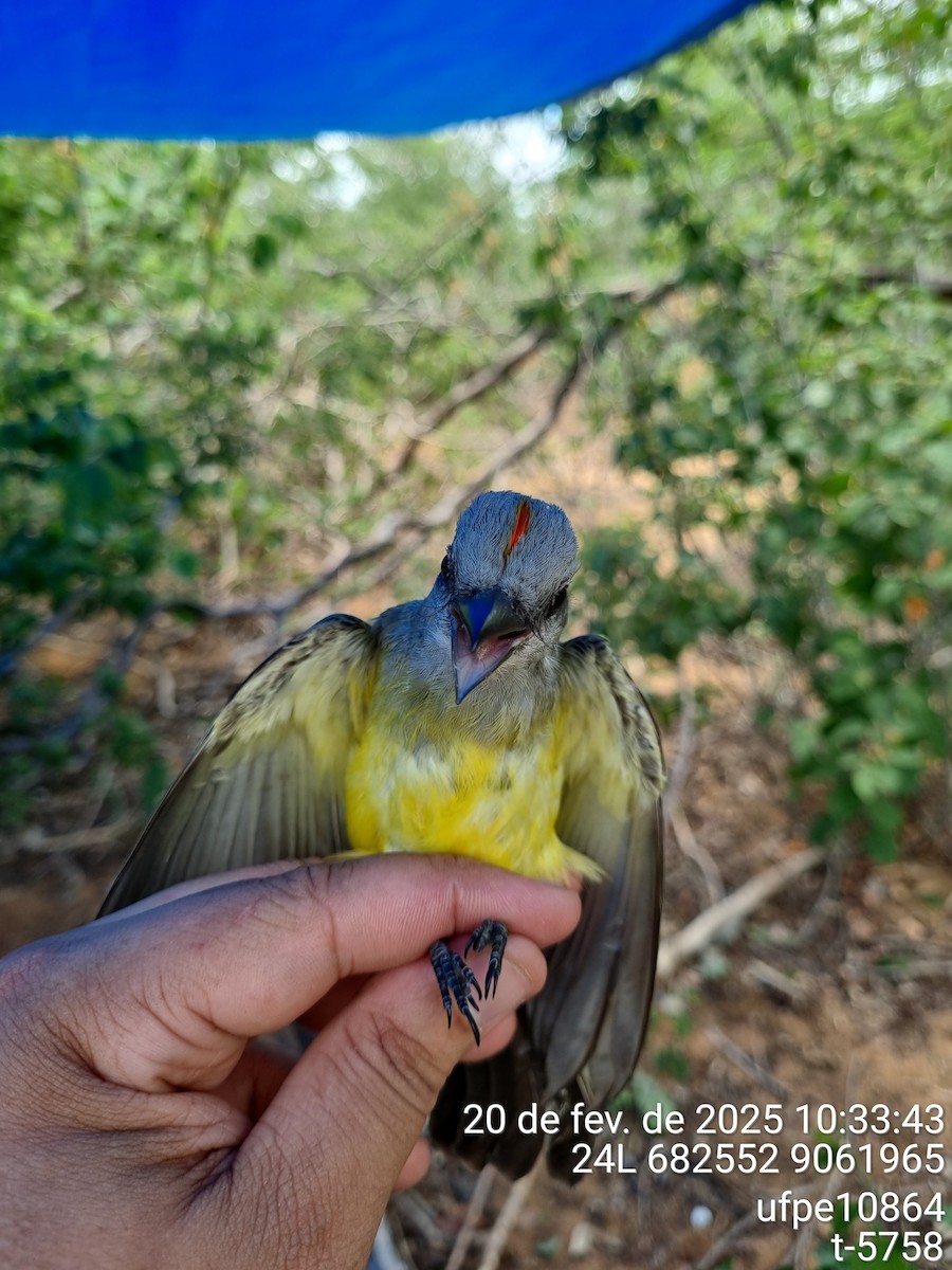 White-throated/Tropical Kingbird - ML645612614