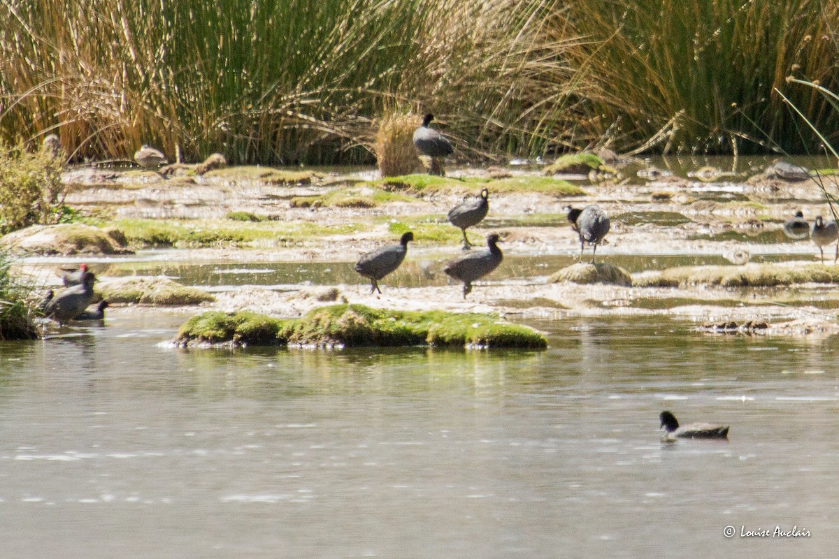 Slate-colored Coot - ML645612616