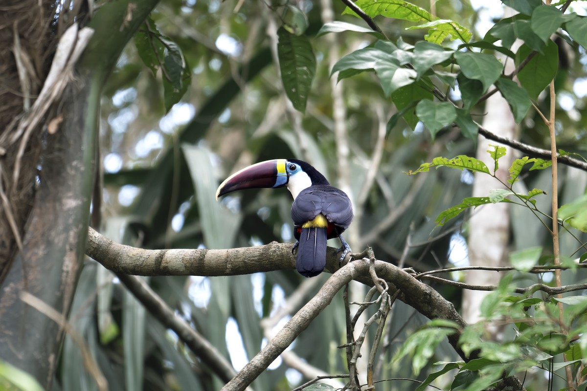 White-throated Toucan - ML645612618