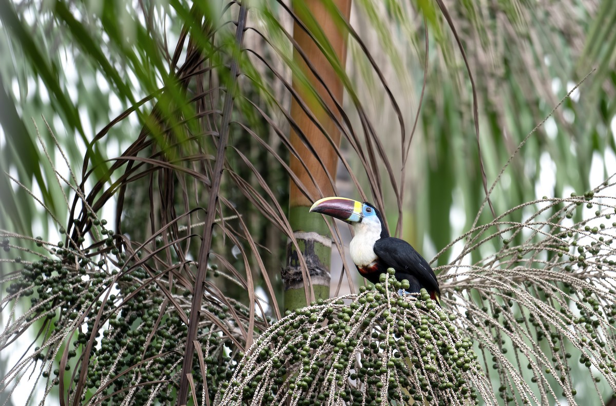 White-throated Toucan - ML645612619