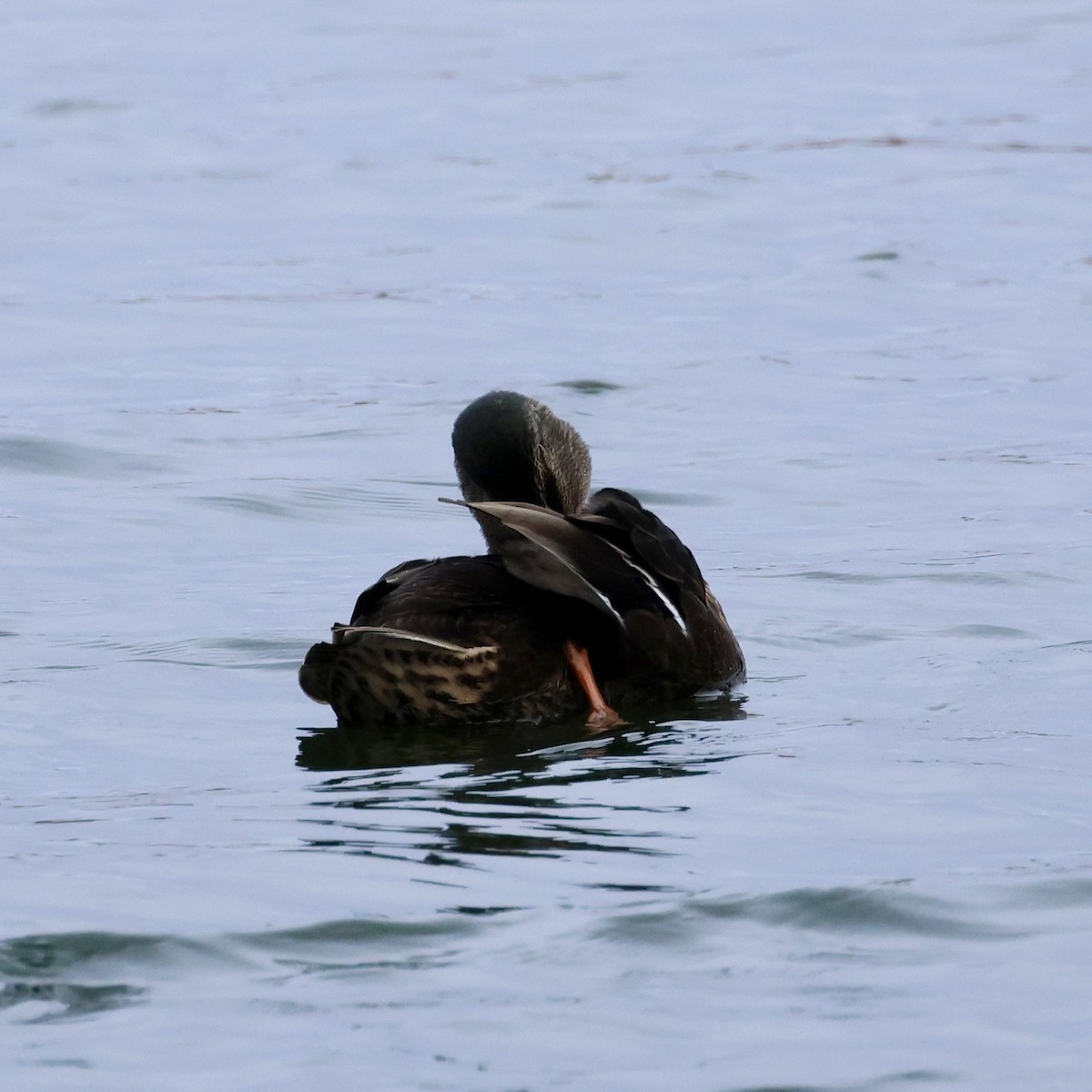 Mallard x American Black Duck (hybrid) - ML645612620